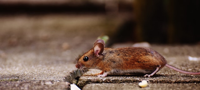Tips How to Keep Rodents Out of the Garden