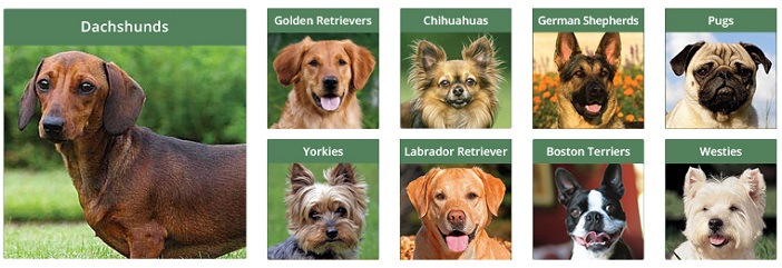 calendars-dog breeds jpg