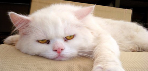 Move over, Dear Abby... 9Lives' Morris the Cat is here