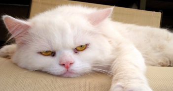 Move over, Dear Abby... 9Lives' Morris the Cat is here