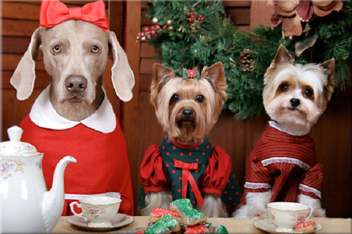 Dog Chatter Holiday Tea Time