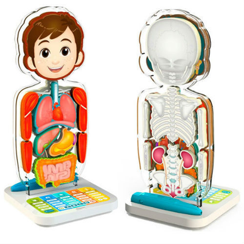 Smart anatomy sale interactive human body