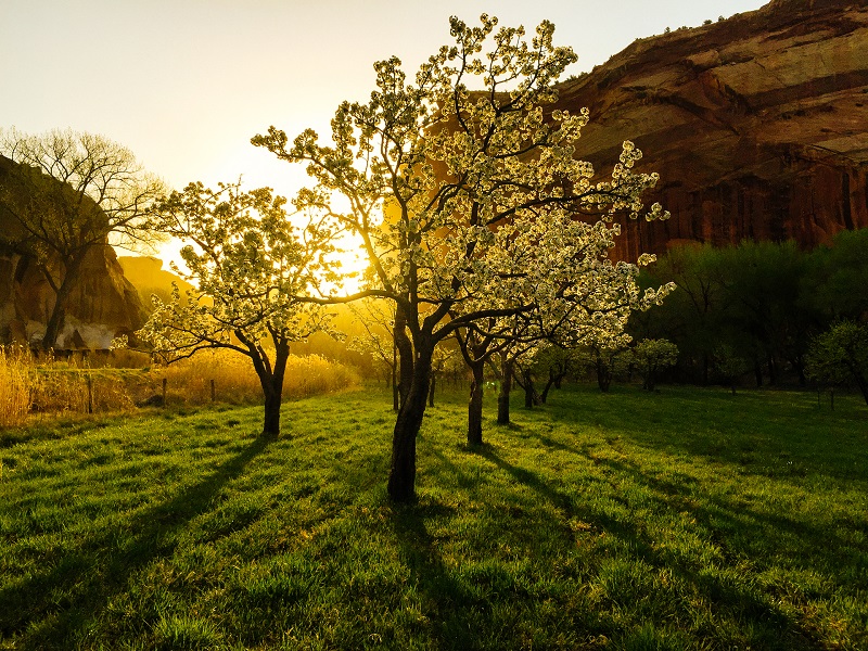 Capitol Reef Fruita PC Wayne Dixon