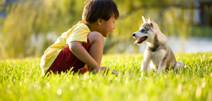 child playing with puppy in grass