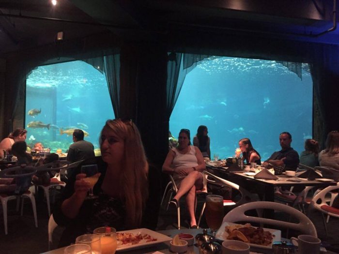 breakfast with sharks