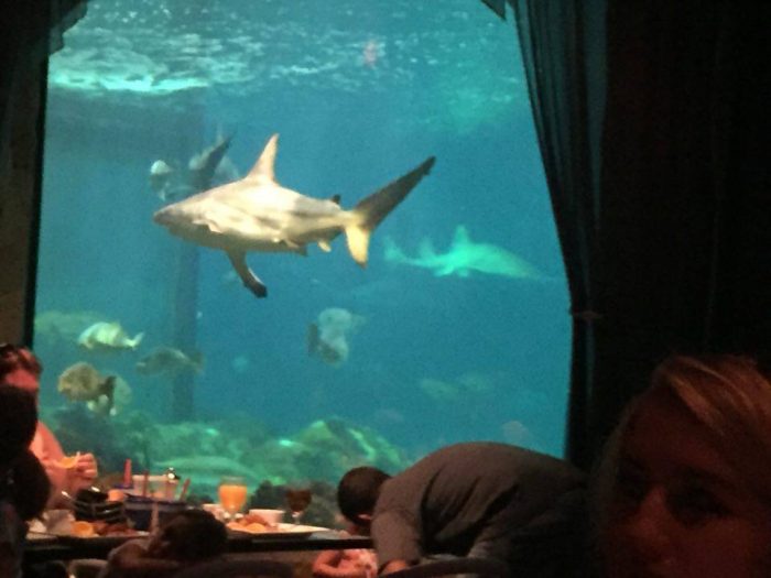 breakfast with sharks