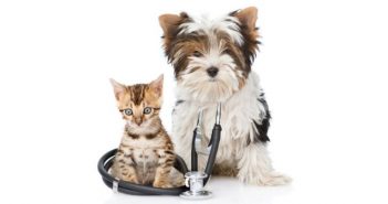 8 things that will make your pet sick8 things that will make your pet sick