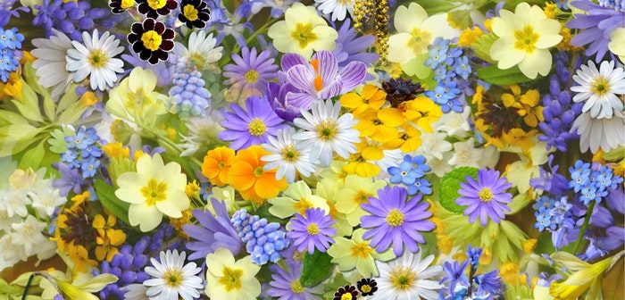 The Surprising Physiological Benefits of Flowers