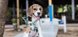 5 Good Reasons to Get Your Dog a Leash