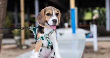 5 Good Reasons to Get Your Dog a Leash