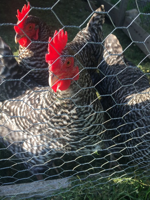 Calling All Chicken Enthusiasts These Books are For You