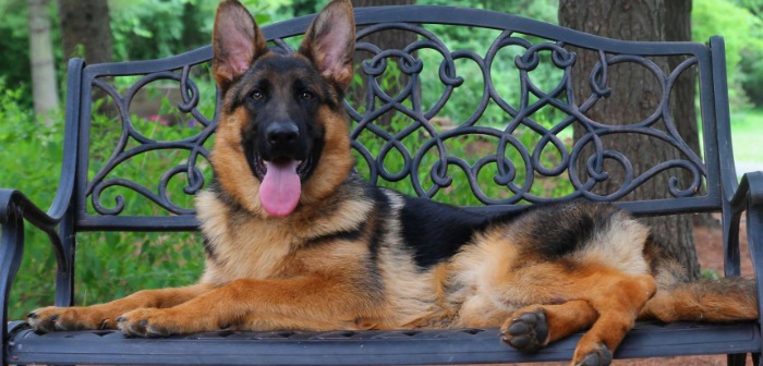 Why You Should Get a Champion Bred Shepherd