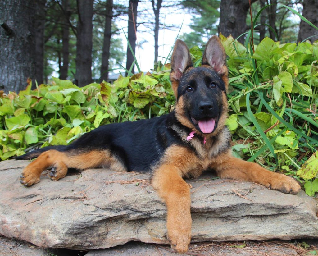 Why You Should Get a Champion Bred German Shepherd