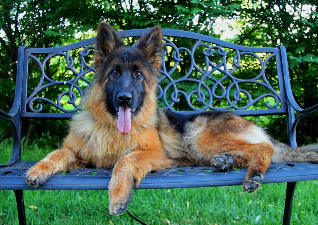 Why You Should Get a Champion Bred German Shepherd