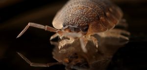 Best Eco-Friendly Pest Control Tips For Your Home