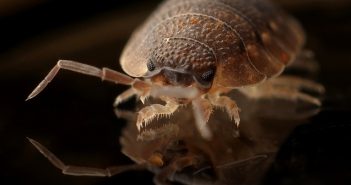 Best Eco-Friendly Pest Control Tips For Your Home
