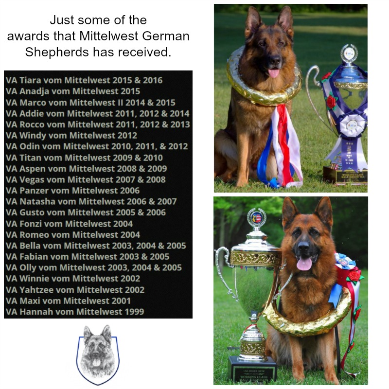 Mittelwest german best sale shepherd prices