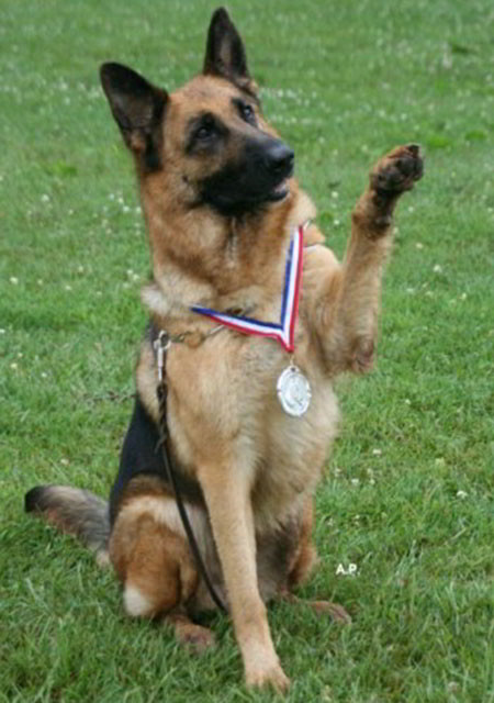 Champion cheap german shepherd