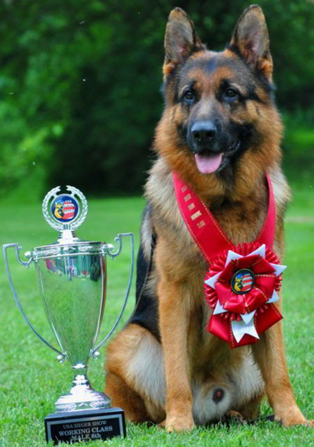 World champion store german shepherd 2018