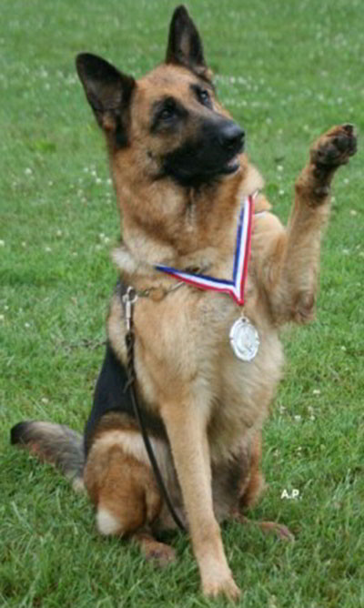 Mittelwest Champion German Shepherds: Buy and Board With the BEST