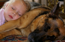 Top 5 Reasons German Shepherds are the Best Family Dogs