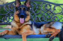 The World's Most Famous Dogs