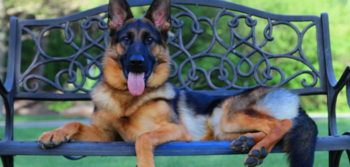 The World's Most Famous Dogs