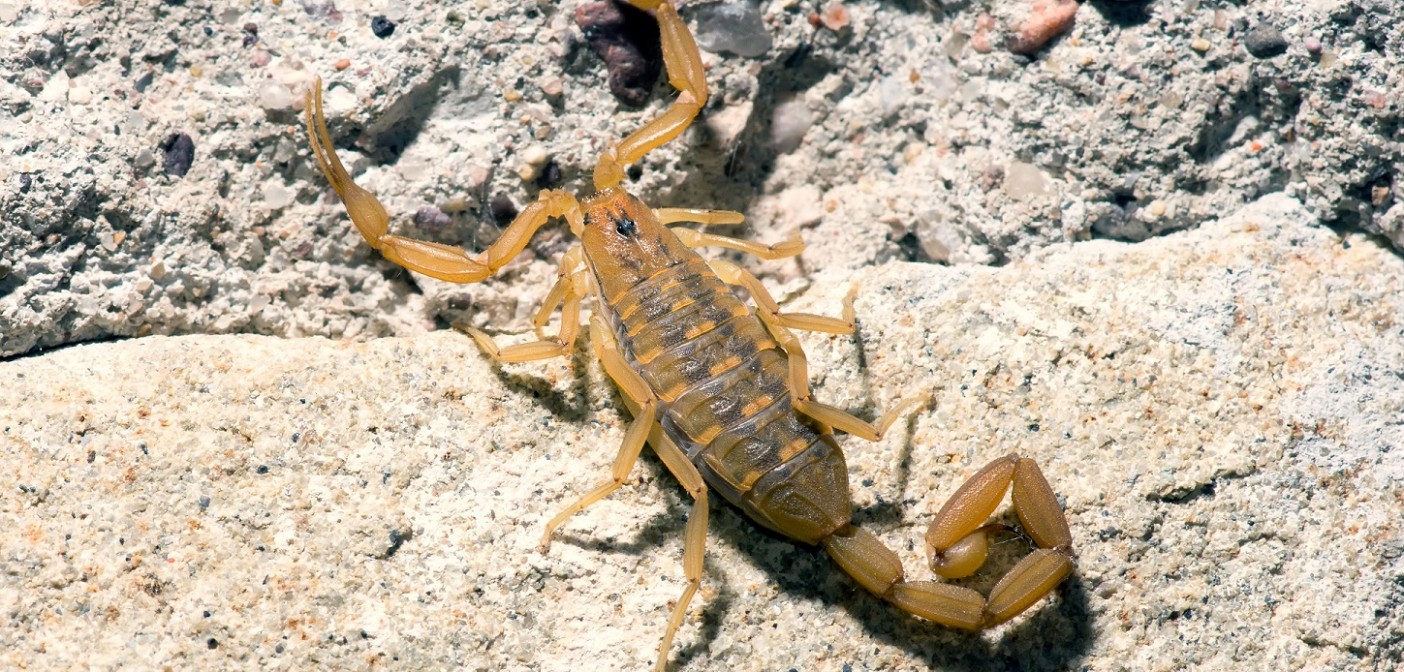 How to Keep Scorpions Out of Your Home Mom Blog Society