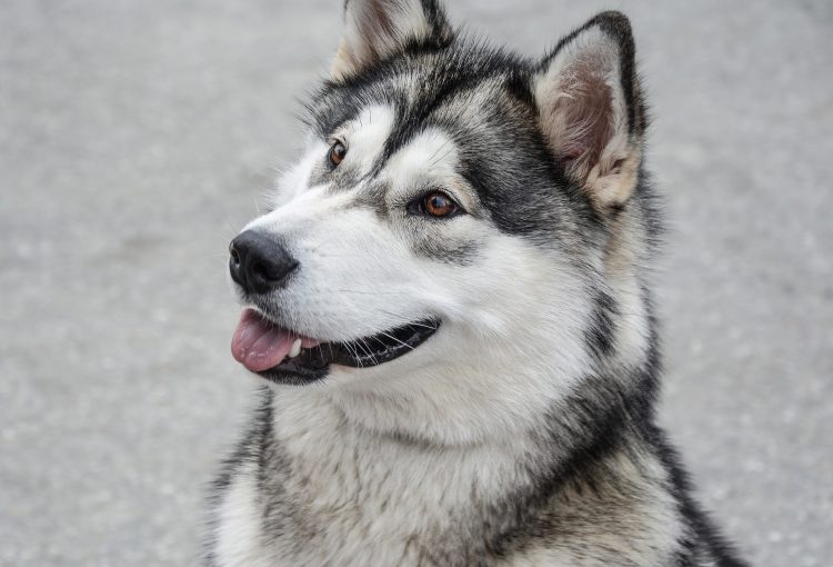 FunkAway Malamute