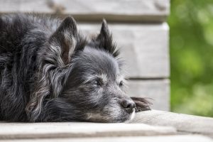 Funkaway for dog odor