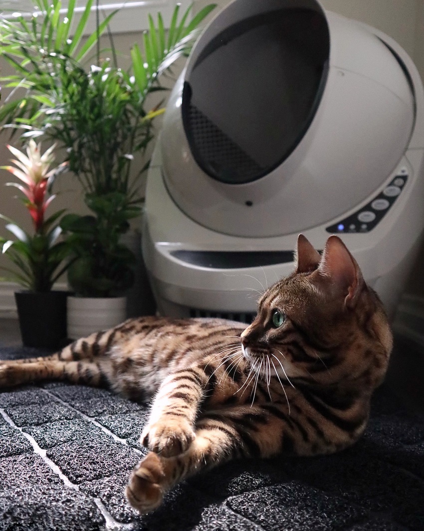 Litter robot outlet still smells