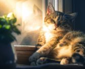 The Best Litter Box for Large Cats – Top 3 Solutions