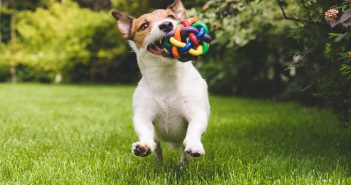 Recognizing the Signs Your Dog Is Dying and How to Provide Comfort